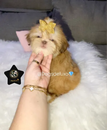 Filhote de Shih-Tzu fêmea alto padrão (VALOR PROMOCIONAL)