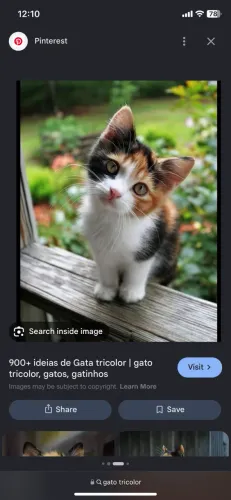 PROCURO GATOS FILHOTES TRICOLOR OU PERSA PARA ADOTAR