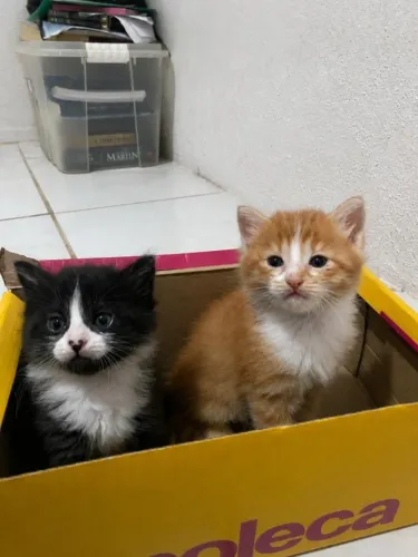 Gatos disponíveis para adoção