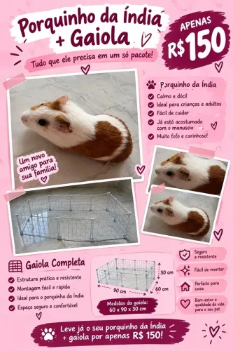 Porquinho da índia
