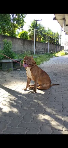 Bull