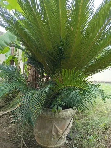 Palmeira CICA REVOLUTA