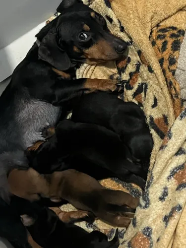 Filhotes de Dachshund