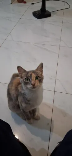 Gata Fêmea dócil 