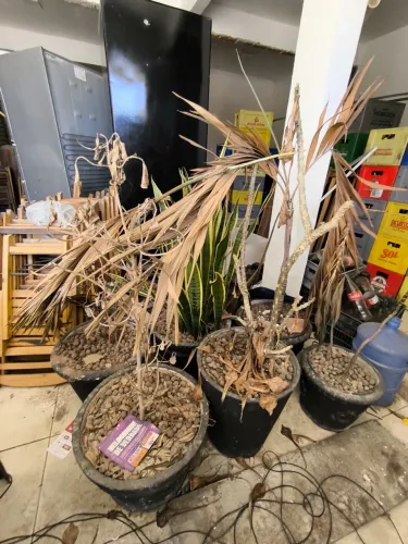 Vaso para plantas grande
