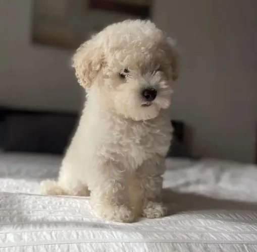 Poodle micro toy Fêmea disponível