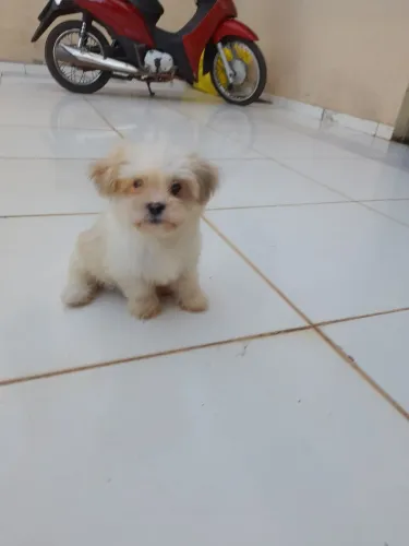 Filhote macho lhasa apso