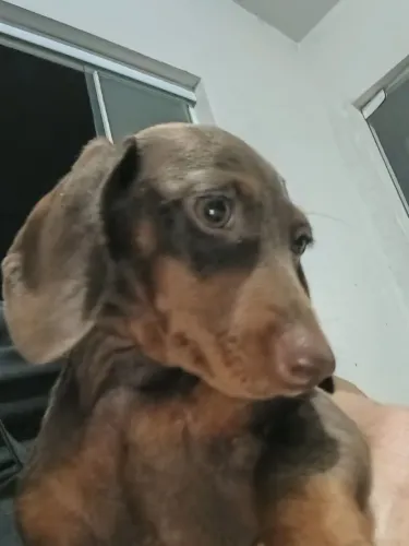 Basset tekel