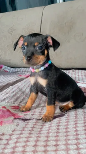 Pinscher fêmea N1 