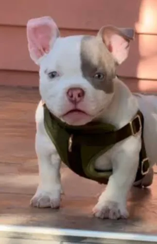 American bully vendo ou troco