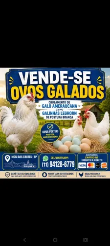 Ovos galados
