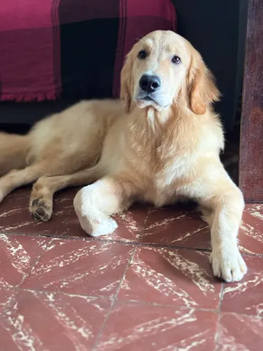 Golden Retriever 