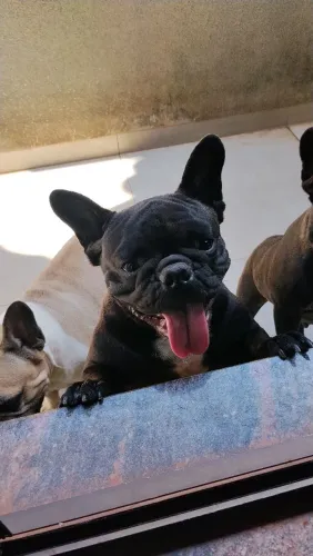 Filhotes de cachorro bulldog francês