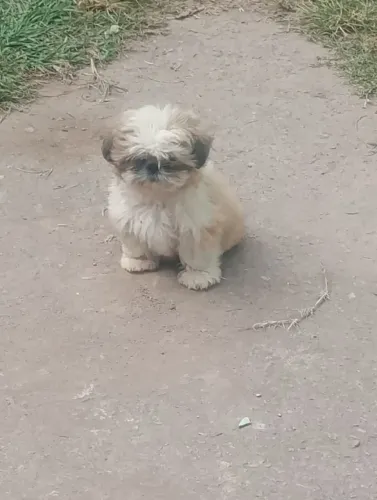 Vende-se filhote de Shitzhu Fêmea
