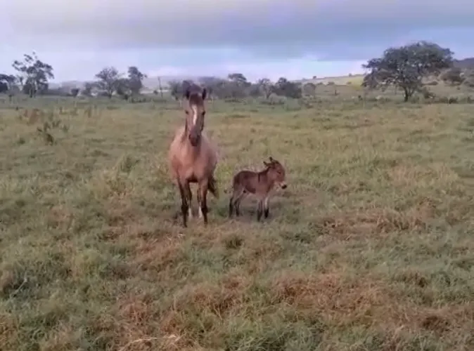 Égua pequira anda muito na passada parida de um burro filho de um jumento pêga.
