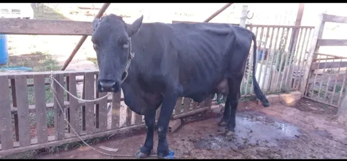 Vende-se vaca leiteira 