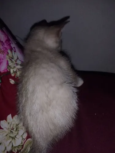 Gatinho um mês