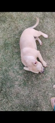 Amercan bully femia.6meses