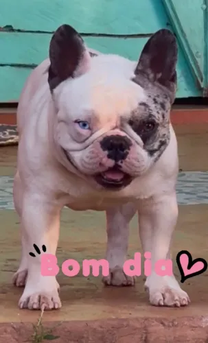Bulldog francês Padreador CBKC Merle 