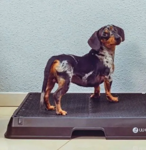 Weasy dog médio banheiro inteligente