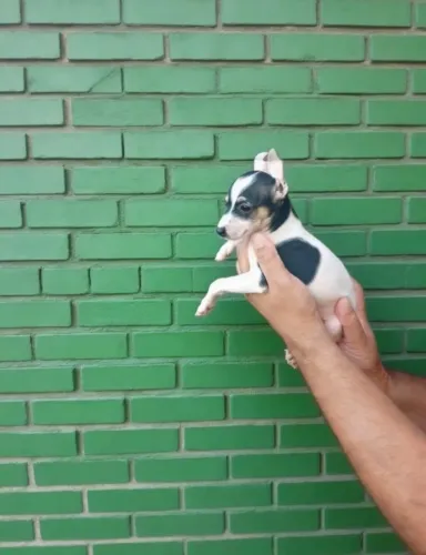 Pinscher Macho e Fêmea - Charmosos e Muito Espertos