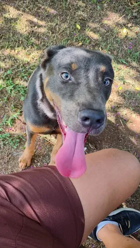 Um cachorro macho,American Amestaf mais não é puro misturado.