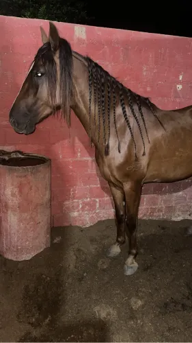 Cavalo - Mangalarga Marchador