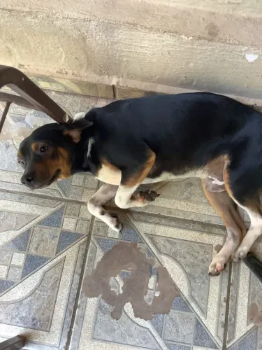 Cachorro castrado