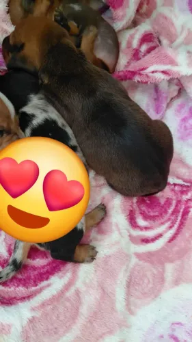 Filhote de Basset dachshund Macho Caramelo