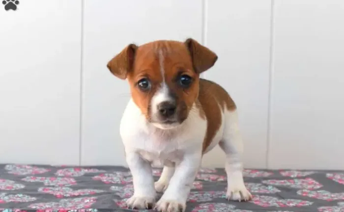 Jack Russell Terrier,Jack Russell Terrier Filhote Disponível Alta Qualidade