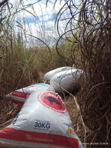 semente de capim angropol 7 reais o kilo contato *