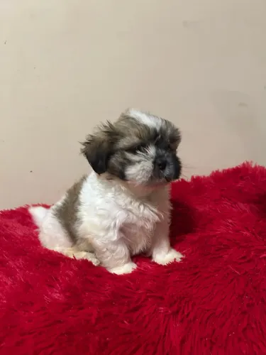 Vendo último filhote de Shitz macho