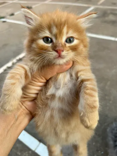 Gato persa