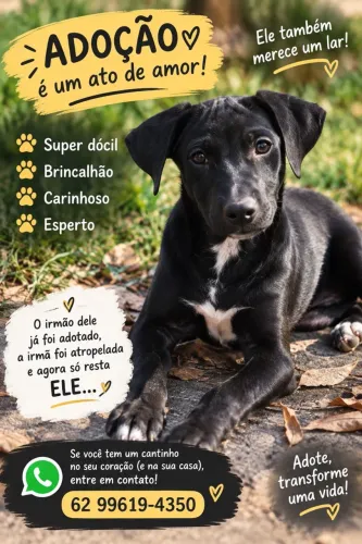 Adoção de cãozinho