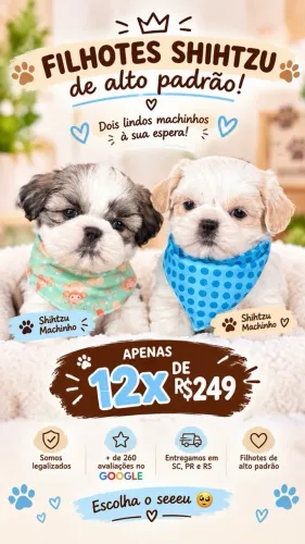 Shihtzu machinho! Duas doses de vacina, usando tapete higiênico. Leia a descrição!