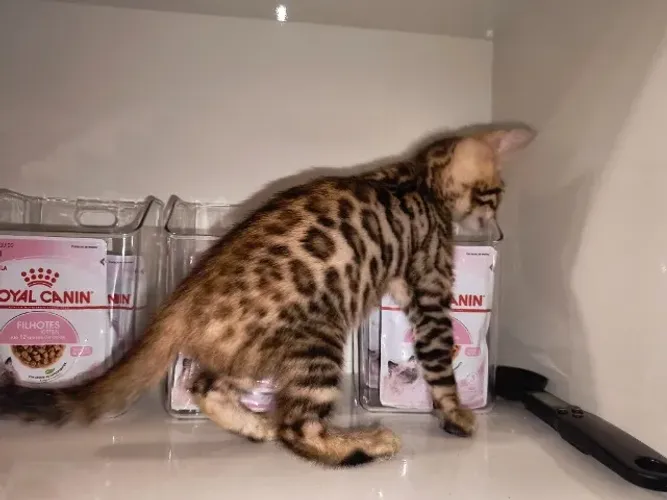 Filhote de gato bengal