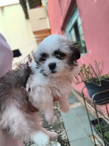 Filhote Shih Tzu fêmea 