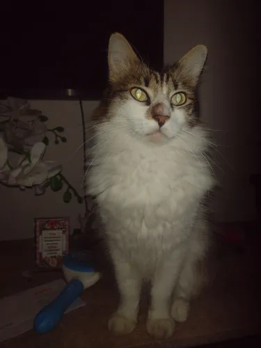 Gato