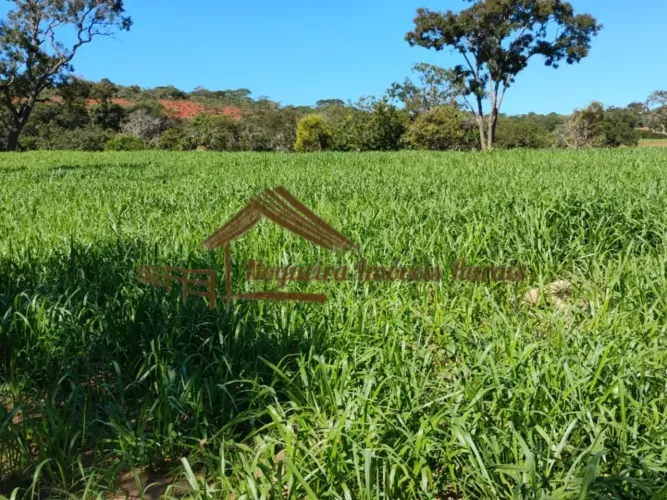 Fazenda com 117 alqueires em Cassilândia-MS