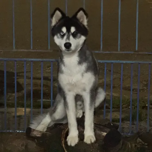 HUSKY FILHOTE - DOAÇÃO RESPONSÁVEL 