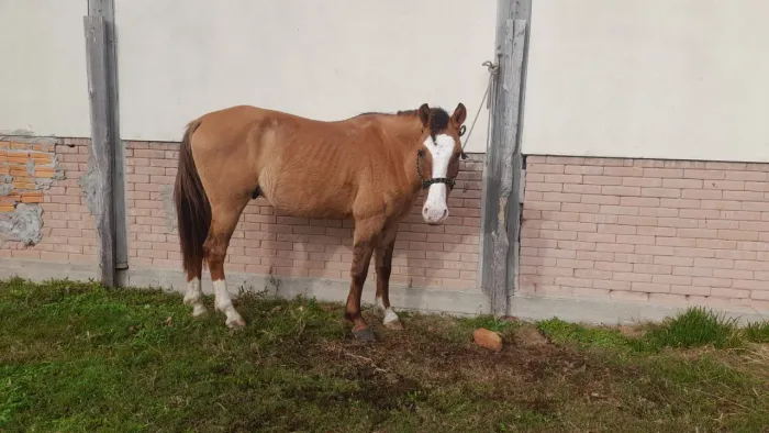 Cavalo a venda 