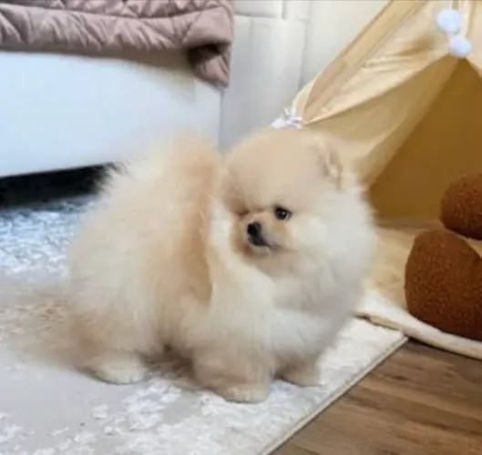 Spitz Alemão 