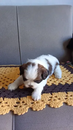 Filhotes Shihtzu puro machos