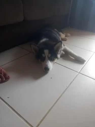 Doação responsavel de husk siberiano