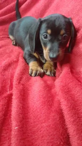 Somente machos de Basset dachshund