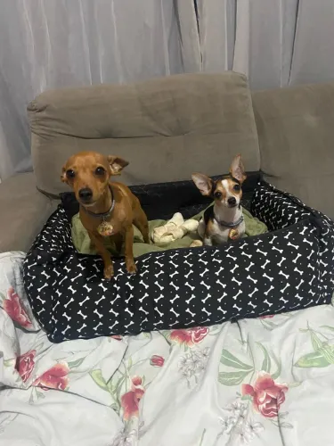 Filhote Pinscher