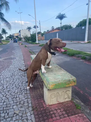 Doação PIT MONSTER (MACHO)