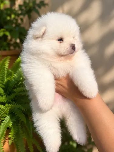 SPITZ ALEMÃO MACHO - ALTÍSSIMO PADRÃO 