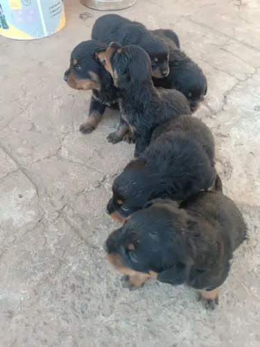 Filhotes de Rottweiler