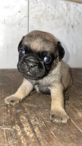 Pug